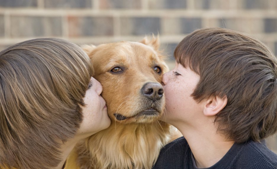 Terapia asistida con animales